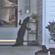 Illustration for article titled Odd-Looking Dog Attempts to Ring Homeowners Doorbell